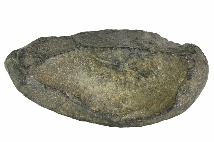 Fossil Whale Ear Bone - Miocene #177809